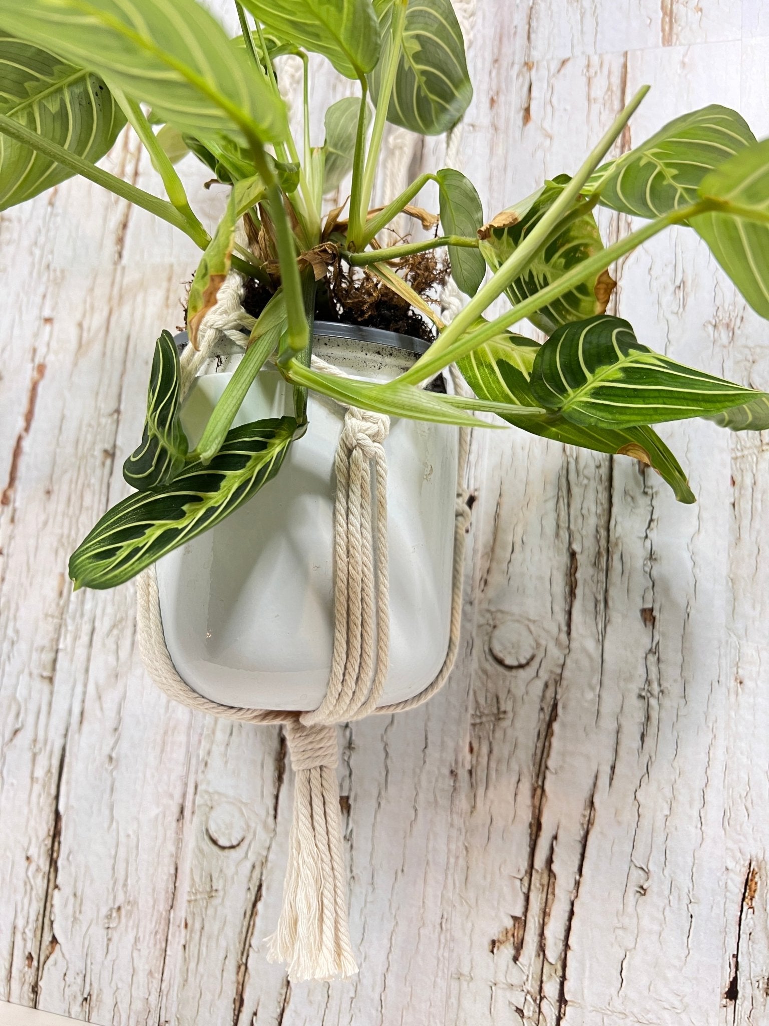 Small Cream Plant Hanger - Naturenspires