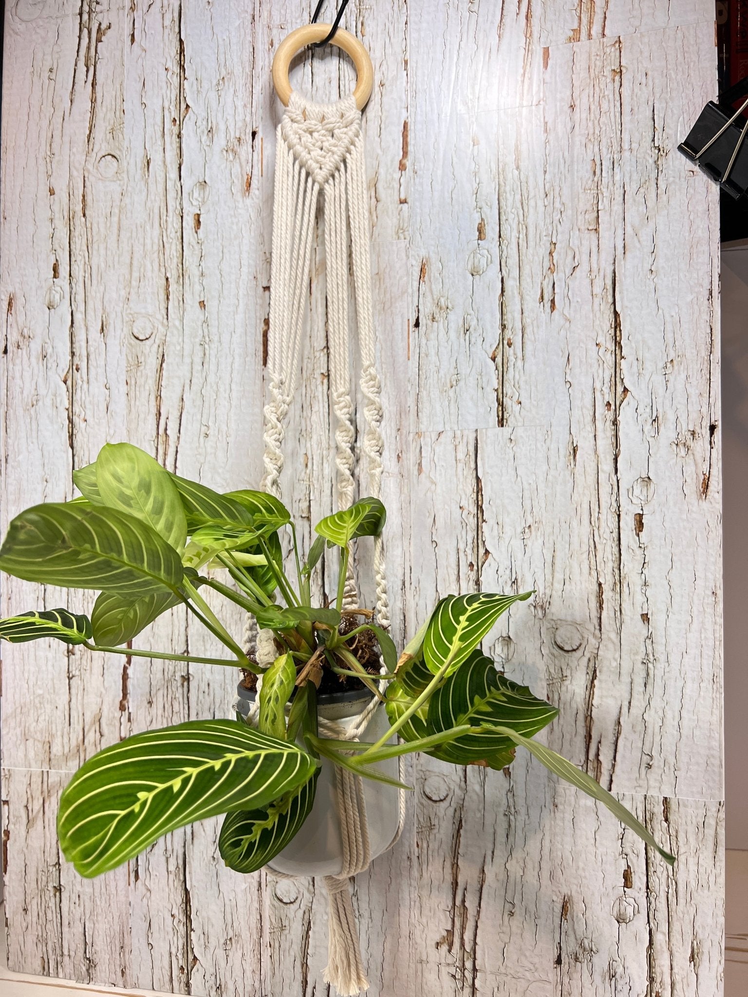 Small Cream Plant Hanger - Naturenspires