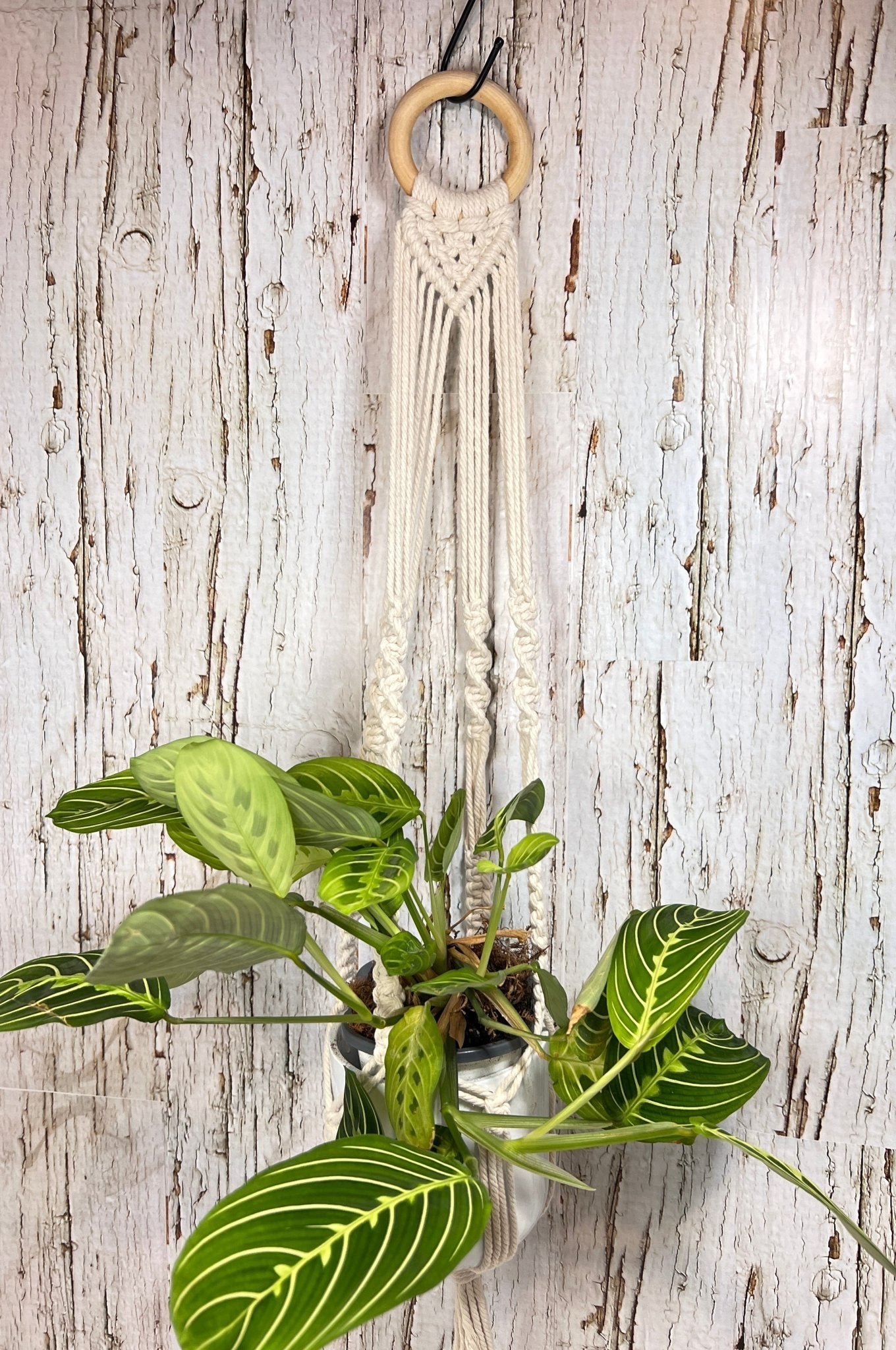 Small Cream Plant Hanger - Naturenspires