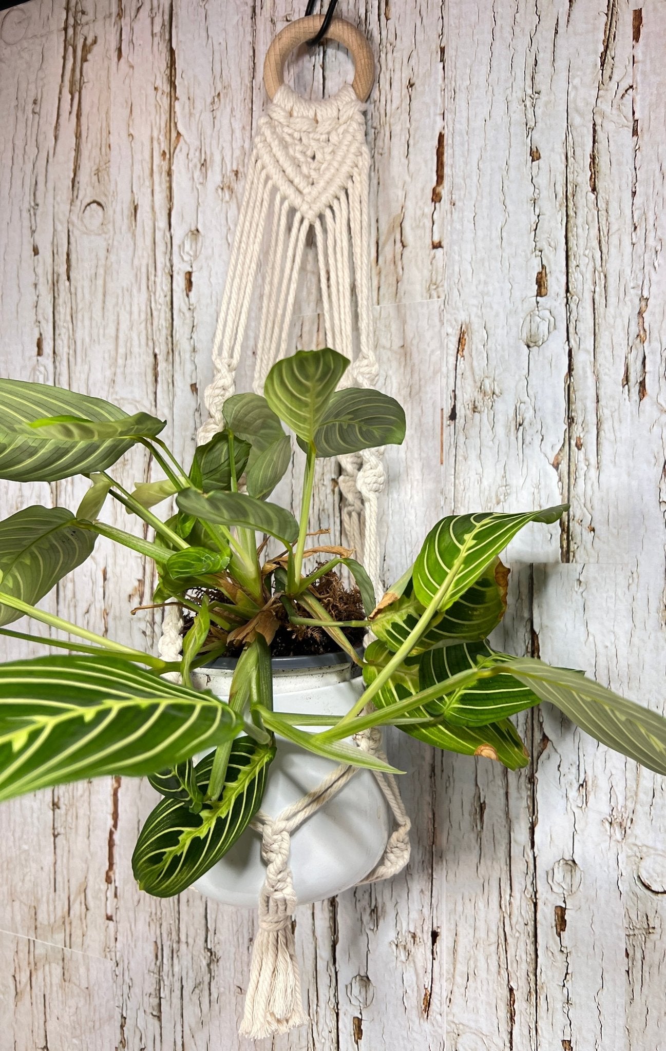 Smaller Cream Plant hanger - Naturenspires