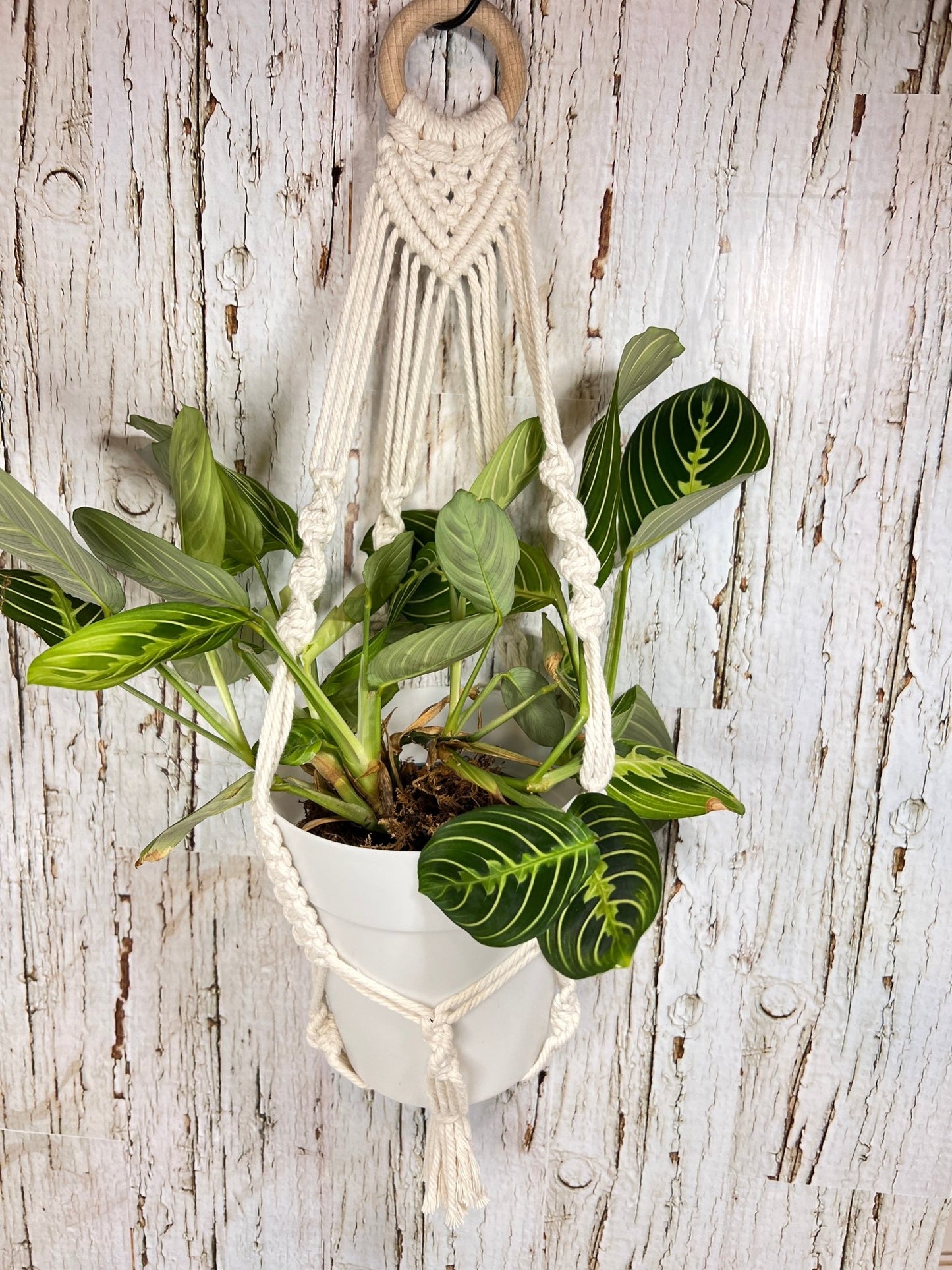 Smaller Cream Plant hanger - Naturenspires